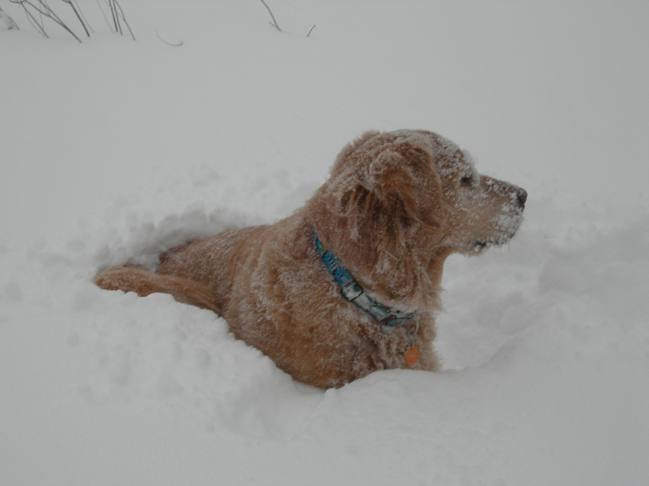 Burnie in the snow
