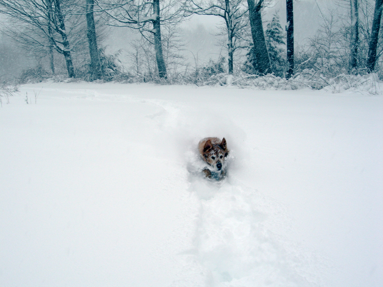 Burnie running though the snow
