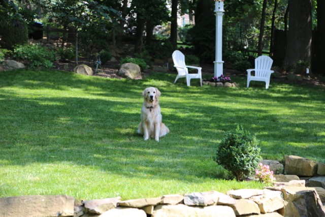 Mason likes the yard