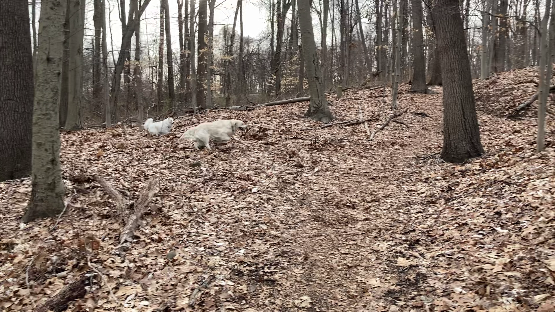 North and Tucker running through the woods.