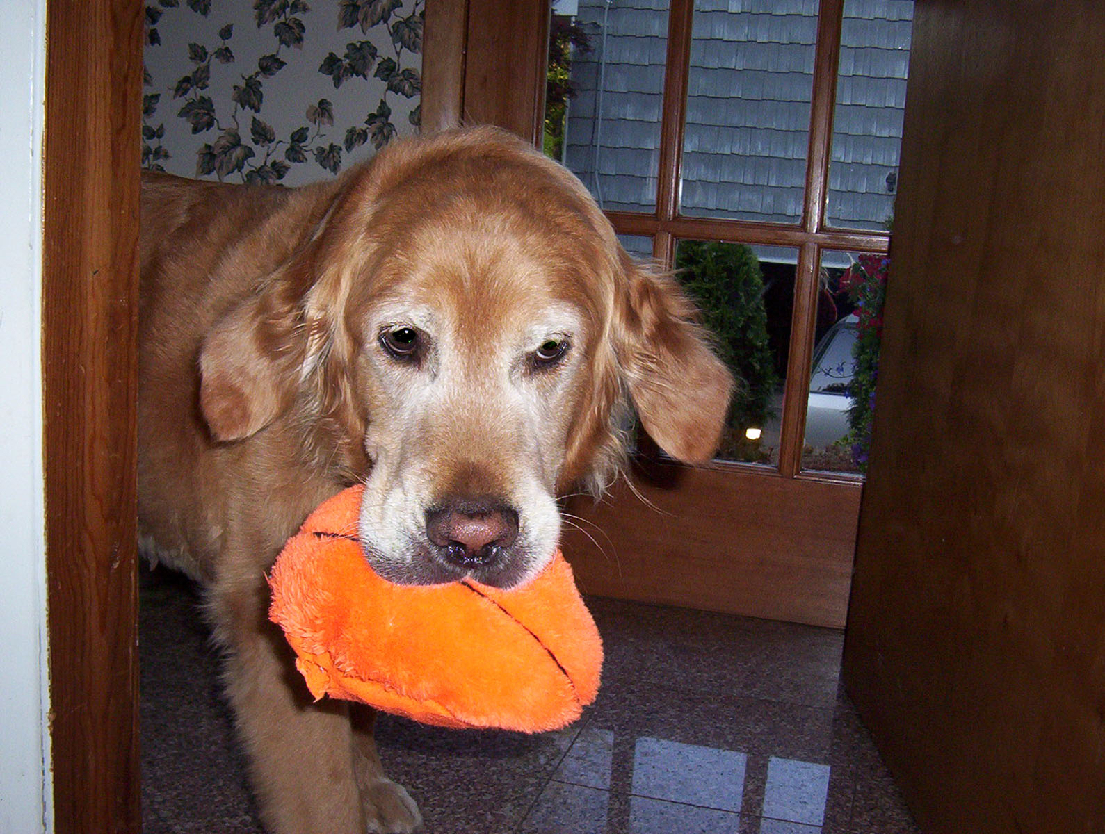 Burnie was our second Golden Retriever