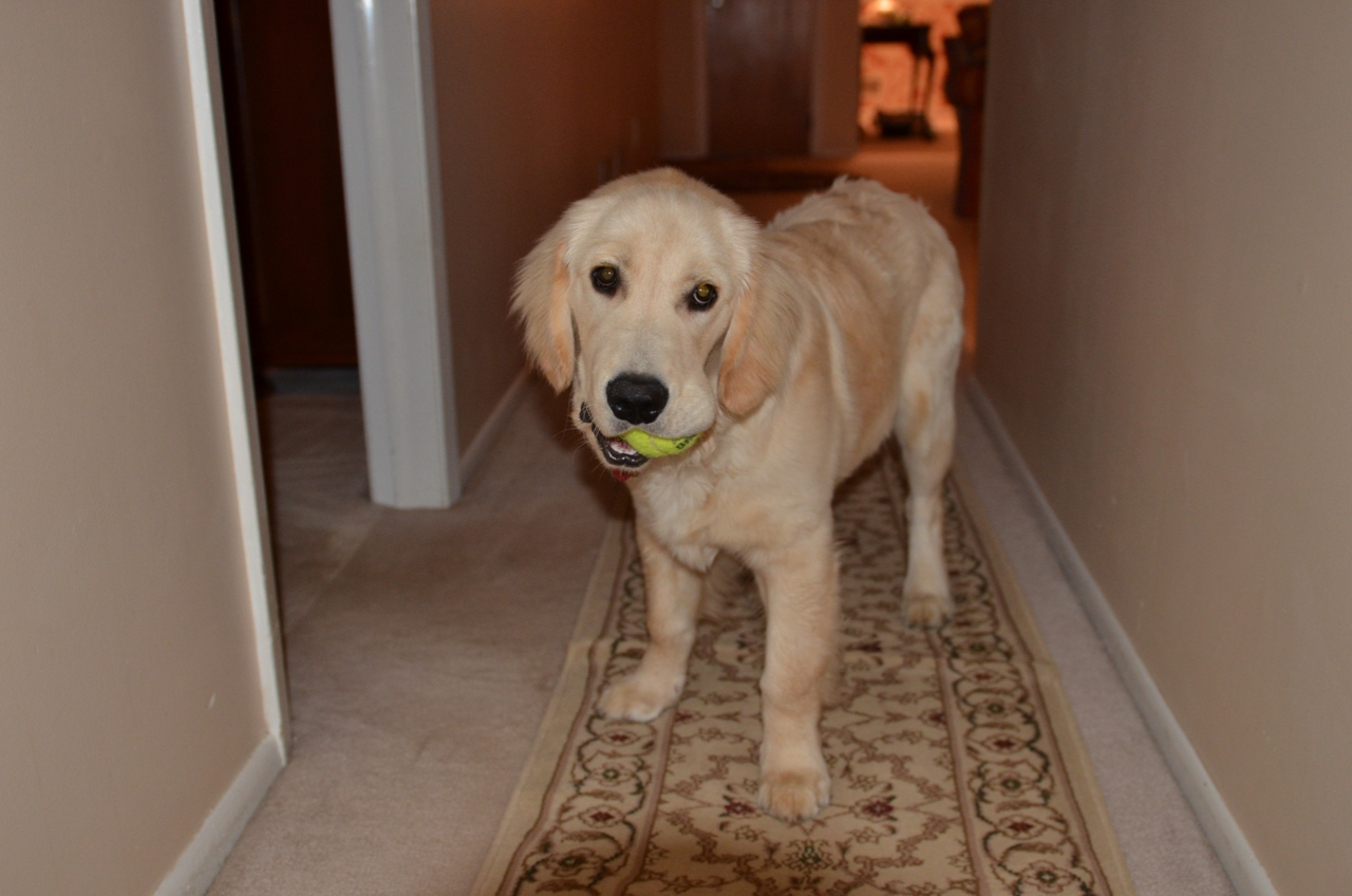 Mason is our third Golden Retriever. Here he is at five months of age.