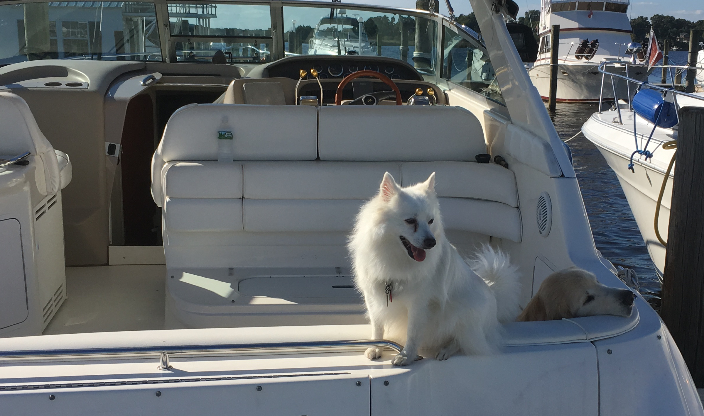 Tucker loved sitting atop the transom on the boat.
