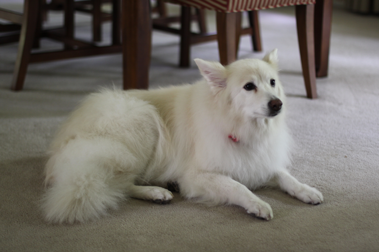 Chloe relaxing at home.
